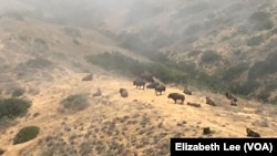 At one time, the bison of Catalina Island, pictured here as fog rolls in, numbered as many as 600. Since then, almost 500 have found new homes on Native American reservations.