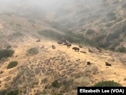 At one time, the bison of Catalina Island numbered as many as 600. Since then, almost 500 have found new homes on Native American reservations.