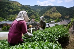 Petani memanen daun teh matcha di Fujieda, prefektur Shizuoka.(Foto: AFP/Charly Triballeau)