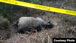 Seekor gajah Sumatera ditemukan mati di Gampong Seumanah Jaya, Kecamatan Ranto Peureulak, Kabupaten Aceh Timur, Provinsi Aceh, Kamis (21/11). (Courtesy: BKSDA Aceh)