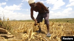 A farmer gathers arid corn crops on his farm in Kwale, Kenya, January 27, 2009. 