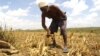 Maize Disease Threatens Kenya's Food Stability