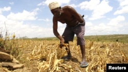 A farmer gathers arid corn crops on his farm in Kwale, Kenya, January 27, 2009. 