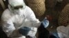 Xác định dòng virut cúm gà mới ở Indonesia