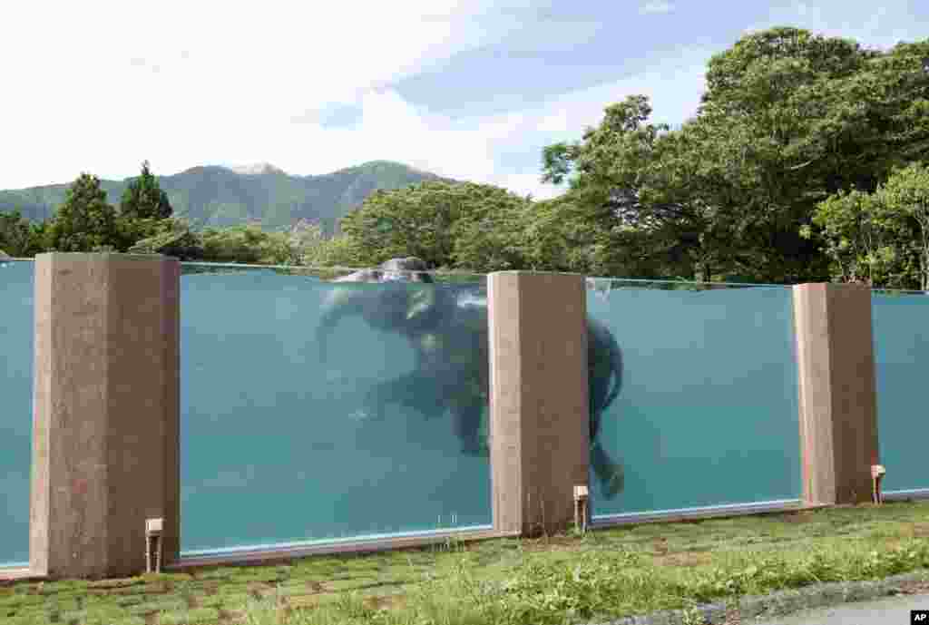 Seekor gajah Asia berenang di kolam sepanjang 65 meter di Fuji Safari Park di Susono, di kaki Gunung Fuji, barat daya Tokyo, Jepang.