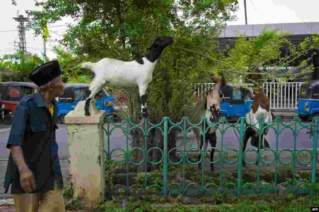 Goats feed on a tree in Manggarai park in the Indonesian capital city of Jakarta.