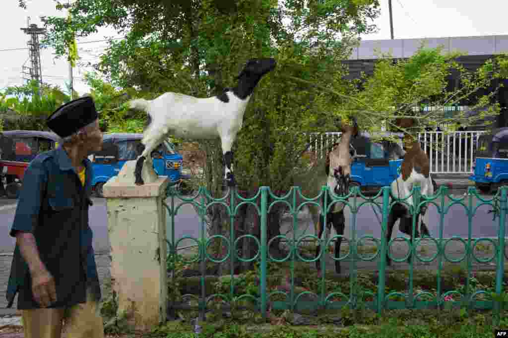 Kambing-kambing yang kelaparan berusaha makan daun-daun pohon di sebuah taman di Manggarai, Jakarta.