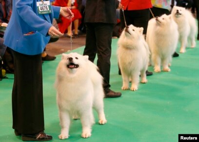 Crufts samoyed hot sale