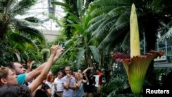 Para wisatawan mengambil gambar bunga bangkai titan arum (Amorphophallus titanum) di US Botanic Garden di tahun 2013. (Foto: dok.)