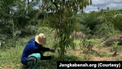 Peneliti memantau perkembangan tanaman hutan di lahan sawit yang masuk dalam penelitian Strategi Jangka Benah di Kalimantan Tengah. (Foto: Jangkabenah.org)