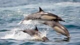 FILE: Dolphins frolic in the Pacific Ocean off of Long Beach, Calif., on May 28, 2016. May's ocean temperatures were the warmest ever recorded. 