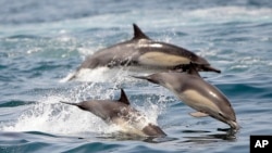 FILE: Dolphins frolic in the Pacific Ocean off of Long Beach, Calif., on May 28, 2016. United Nations members gather Monday, Feb. 20, 2023, in New York to resume efforts to forge a long-awaited and elusive treaty to safeguard the world's marine biodiversity.