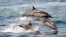 FILE: Dolphins frolic in the Pacific Ocean off of Long Beach, Calif., on May 28, 2016. United Nations members gather Monday, Feb. 20, 2023, in New York to resume efforts to forge a long-awaited and elusive treaty to safeguard the world's marine biodiversity.