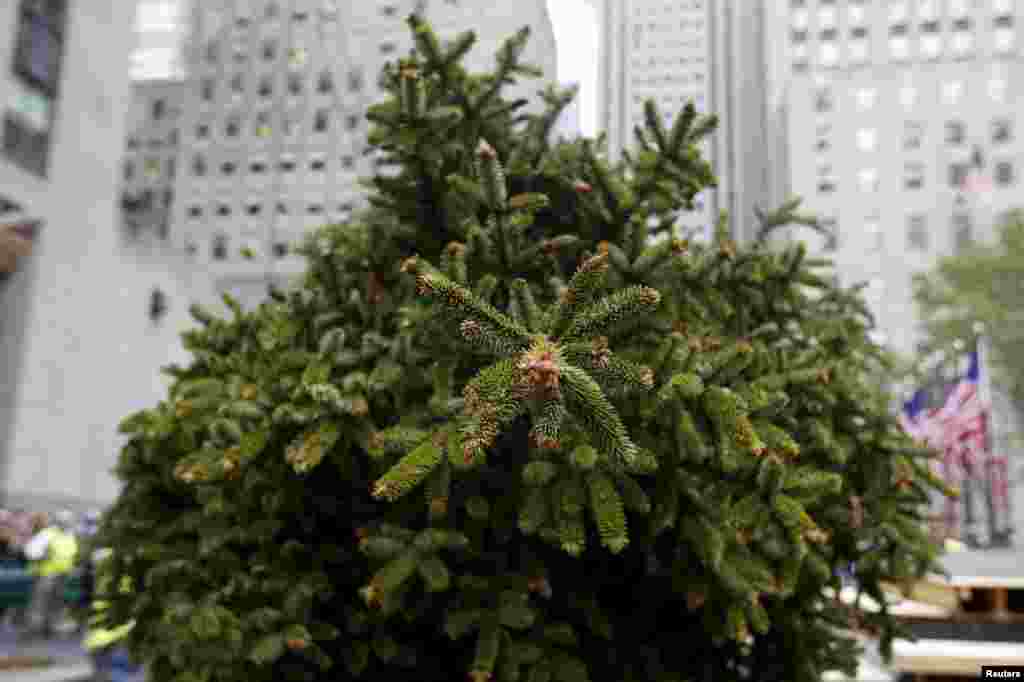 A 78-foot-tall Norway Spruce sits on a flatbed truck before being hoisted into position as the 2015 Rockefeller Center Christmas Tree in New York City. The tree measures 78 feet tall and 47 feet in diameter, is approximately 80 years old and weighs close to 10 tons.