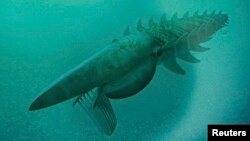 The reconstruction of a filter-feeding Aegirocassis benmoulae from the Ordovician Period feeding on a plankton cloud is shown in this artist rendering released to Reuters, March 10, 2015. (ArtofFact/Handout)