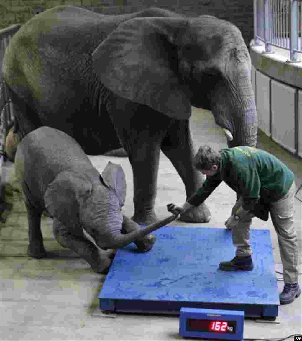 Baby elephant Uli resist the weigh in at the Zoo in Wuppertal, Germany, Thursday, Dec. 29, 2011. Keepers of the Wuppertal Zoo have to count, measure and weigh the 4500 animals with 500 species yearly to see if they grow correctly and get enough food. (A