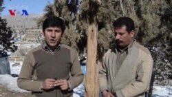 بلوچستان: د زیارت د اوبښتې ونې لوی ځنګل د ویجاړۍ له خطر سره مخ دی