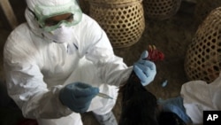 A Balinese government official injects a chicken to cull it as a precautionary measure to prevent the spread of bird flu, at a market in Denpasar, Bali, Indonesia, April 26, 2012. 