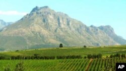 The view across a wine farm in South Africa's Western Cape region, where some of the best wines in the world are made