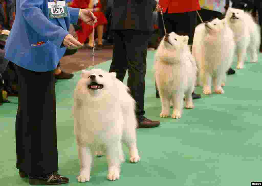 Chó Samoyed được đem ra chấm điểm trong ngày đầu của cuộc thi chó Crufts ở Birmingham, miền trung nước Anh.