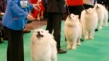 Samoyed dogs are judged during the first day of the Crufts dog show in Birmingham, central England.