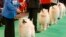 Samoyed dogs are judged during the first day of the Crufts dog show in Birmingham, central England.
