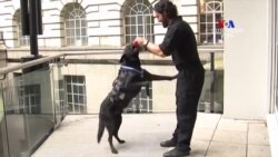 ԲԱՐԻ ԼՈՒՅՍ. Արամ Ավետիսյան՝ հերոս կենդանիների մասին