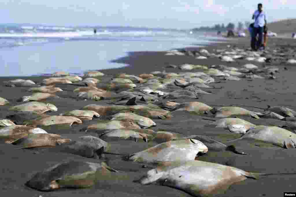 People walk near hundreds of dead stingrays on the shore of the beach in Chachalacas, Mexico.