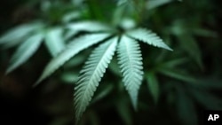 Marijuana grows at an indoor cannabis farm in Gardena, California, Aug. 15, 201.