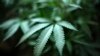  Virginia Lawmakers Vote to Legalize Marijuana in 2024