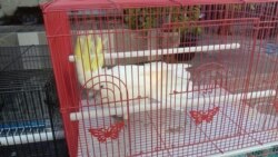 Burung kakaktua putih jambul kuning yang berhasil disita (courtesy: KLHK)