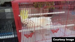 Burung kakaktua putih jambul kuning yang berhasil disita (courtesy: KLHK)