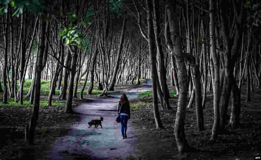 A woman walks her dog in the forest near the village of Yantarny, about 40 kilometers outside Kaliningrad, Russia, Aug. 28, 2017.