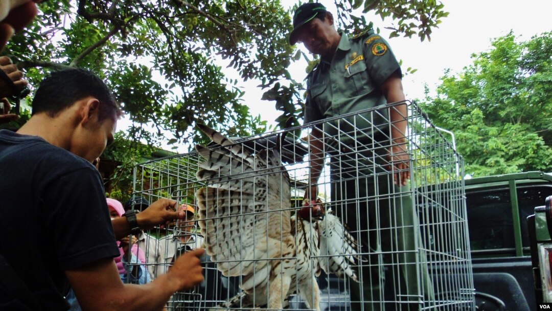 Seekor Elang Jawa yang dievakuasi oleh tim BKSDA dari sebuah hotel di Solo (VOA/Yudha).