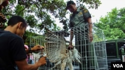 Seekor Elang Jawa yang dievakuasi oleh tim BKSDA dari sebuah hotel di Solo (VOA/Yudha).