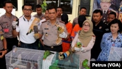 Sejumlah burung dilindungi diamankan petugas setelah berusaha diselundupkan dalam botol plastik dan kardus dari Papua ke Surabaya (Foto: VOA/Petrus)