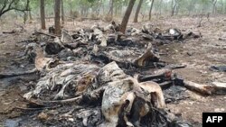 The remains of elephants killed by poachers in Boubou Ndjida National Park, Cameroon
