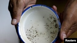 Kultivisana jaja komaraca koji prenose virus Zika