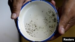 A public health technician shows the cultivated eggs of Aedes aegyti mosquitoes in a research area to help prevent the spread of Zika virus and other mosquito-borne diseases, at the entomology department of the Minister of Public Health, in Guatemala City, Jan. 26, 2016.