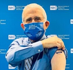 En esta foto de la Fundación Nacional de Enfermedades Infecciosas, el doctor Anthony Fauci, director del Instituto Nacional de Alergias y Enfermedades Infecciosas, muestra un vendaje en su brazo después de vacunarse contra la gripe. Sept. de 2020.