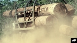 Có ít nhất 75 triệu đôla gỗ được vận chuyển từ Campuchia sang Việt Nam chỉ trong mùa khai thác gỗ 2017-2018.