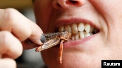 Más de 1.900 especies de insectos sirven como alimento en todo el mundo, en su mayoría en Africa y Asia, pero los occidentales en general rechazan comer saltamontes, termitas y otros platos crujientes.