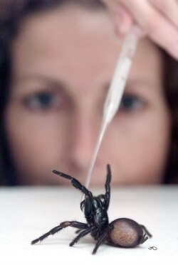 Mary Rayner mengambił racun dari laba-laba yang banyak ditemukan di sekitar Sydney dengan pipet, di Australian Reptile Park, Sydney 1 Oktober 2001. (AFP)