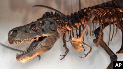 T. rex, sepupu Pinocchio rex yang baru diidentifikasi oleh sekelompok ilmuwan di China.