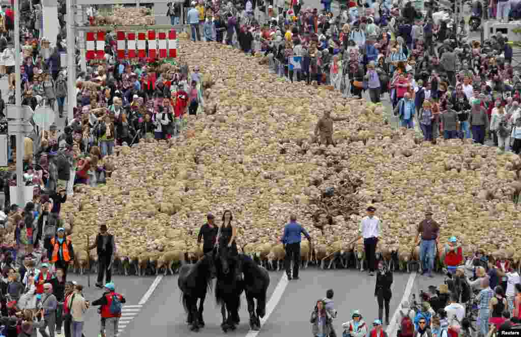 A horsewoman leads thousands of sheep at the Old Port during a simulation of a transhumance, the seasonal migration when herds are moved to grazing grounds, as part of festivities to mark Marseille-Provence being named the 2013 European Capital of Culture in Marseille, France.