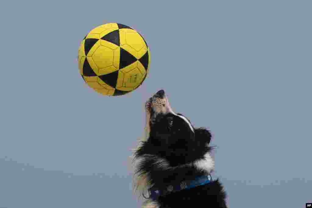 The border collie named Floki plays footvolley, a combination of soccer and volleyball, on Leblon beach in Rio de Janeiro, Brazil, Sept. 8, 2024.