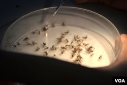 Nyamuk-nyamuk Aedes aegypti yang dikembangbiakkan di insektarium Fakultas Kedokteran UGM. (VOA/Nurhadi Sucahyo)