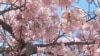 Washington Cherry Trees Sign of Harmony, Friendship with Japan