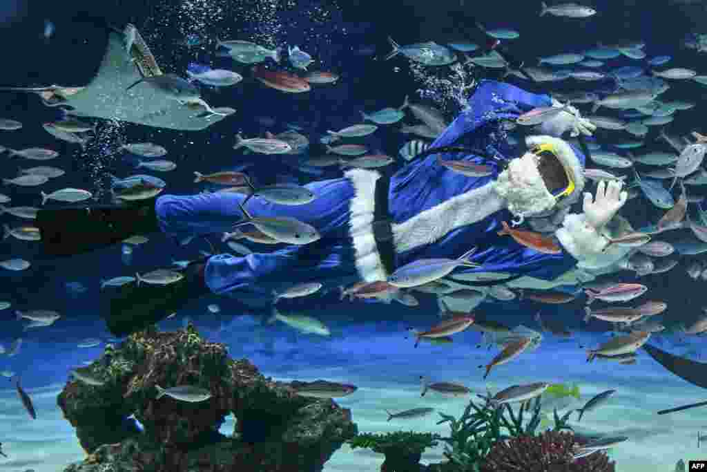 A diver dressed in a blue Santa Claus costume waves as she swims with fish at Sunshine Aquarium during their annual promotional preparations for an upcoming Christmas special event in Tokyo, Japan. (Photo by Richard A. Brooks / AFP)