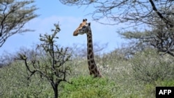 FILE - A Rothschild subspecies of giraffe is seen on ol-Kokwe Island on Lake Baringo in Rift Valley, Kenya. Dr. Philip Muruthi, vice president of the African Wildlife Foundation, says reproduction of rare mammals and the survival rate of young ones are dropping in Kenya.
